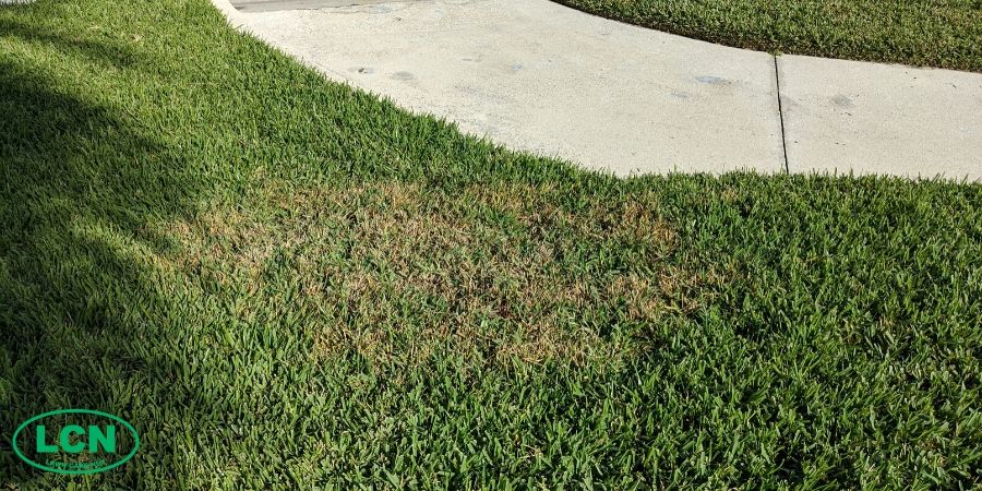 How to Manage Large Patch Lawn Disease | Milorganite