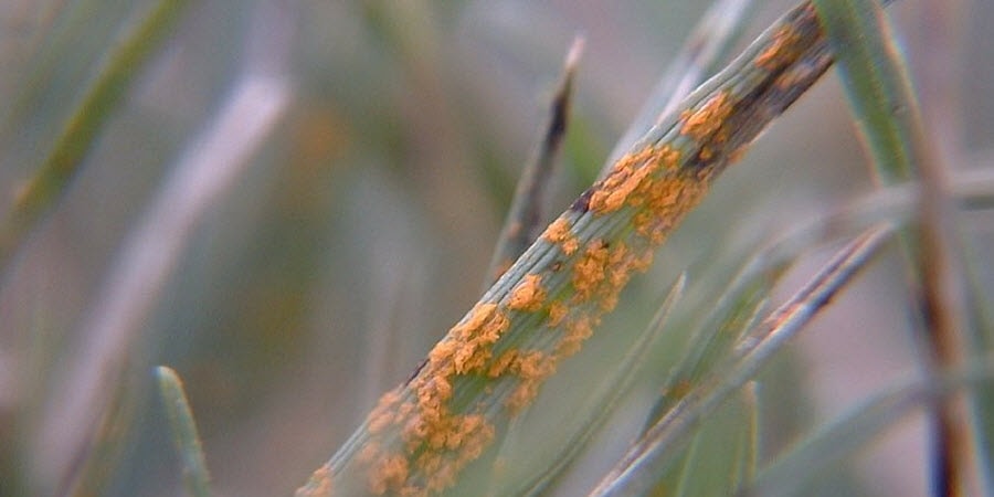 rust lawn disease