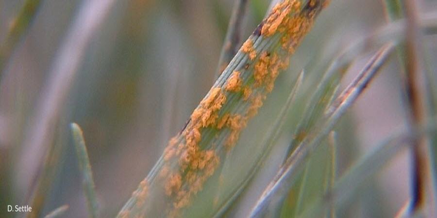 Rust lawn disease