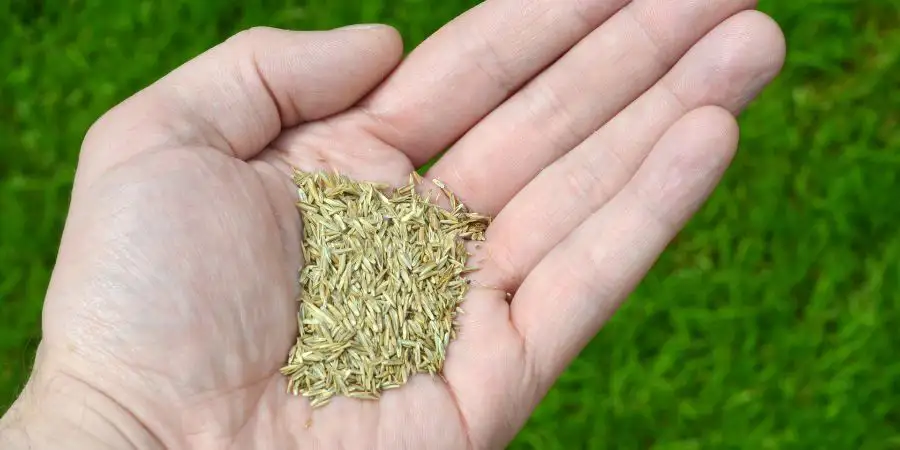 Hand holding grass seed