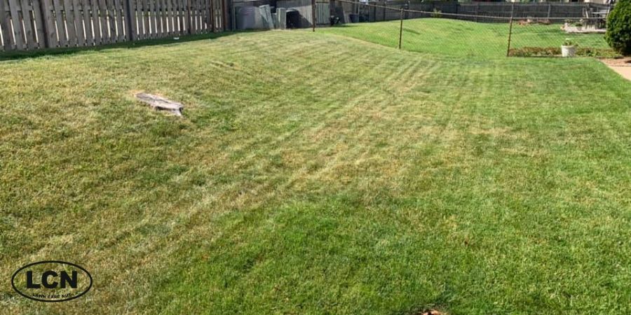 heat stressed summer lawn