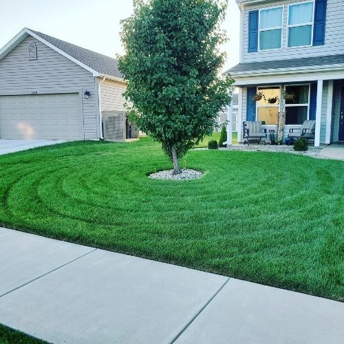 green front yard with tree